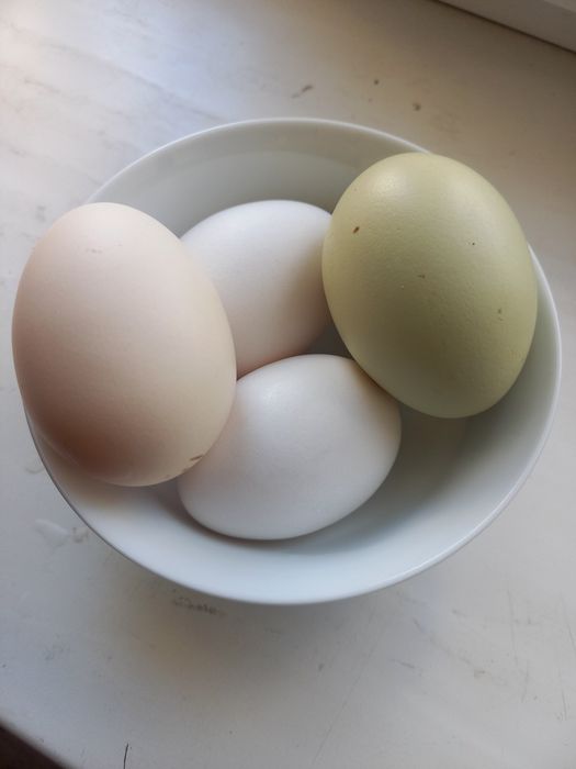 Яйцо инкубационные