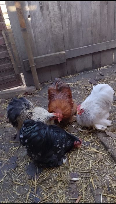 Vand cocosi cochinchina