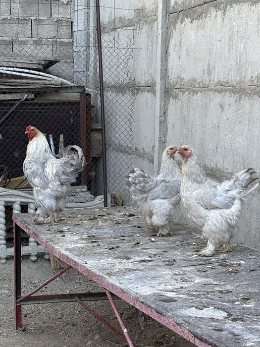 Продам курей и петухов