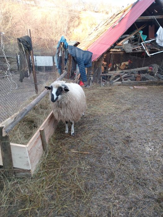 Oaie de vanzare ...