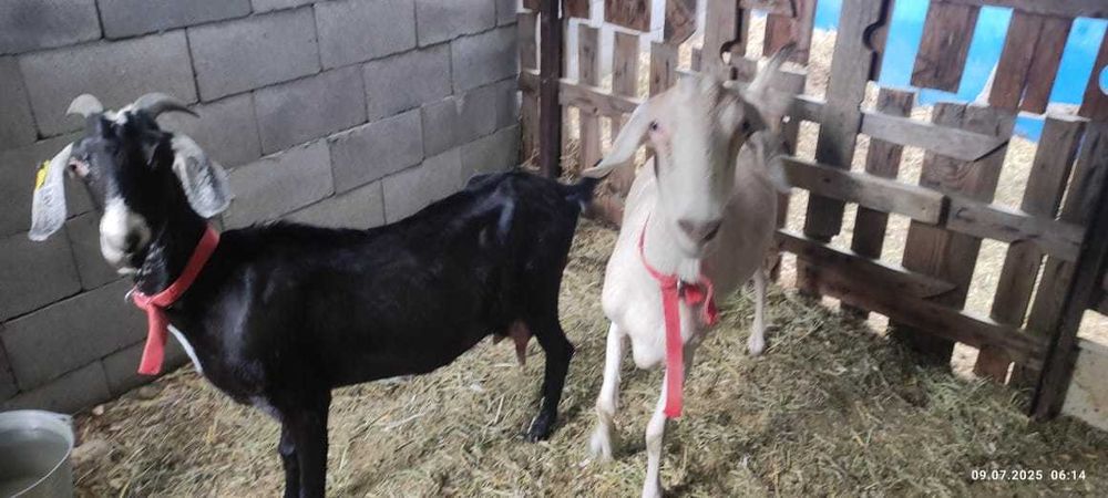 продам козы разные