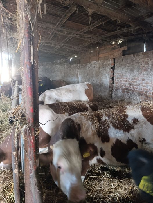 Tăurași de vânzare