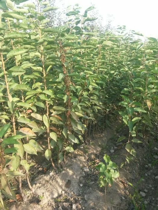 Хар хил мевали дарахтла кучатлар бор.