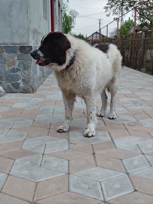Femela Ciobănesc de Bucovina cu pedigree