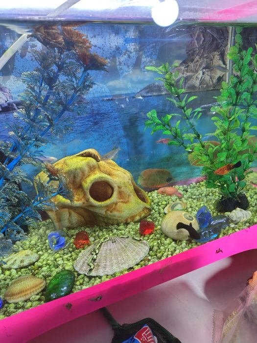 Продам аквариум срочно