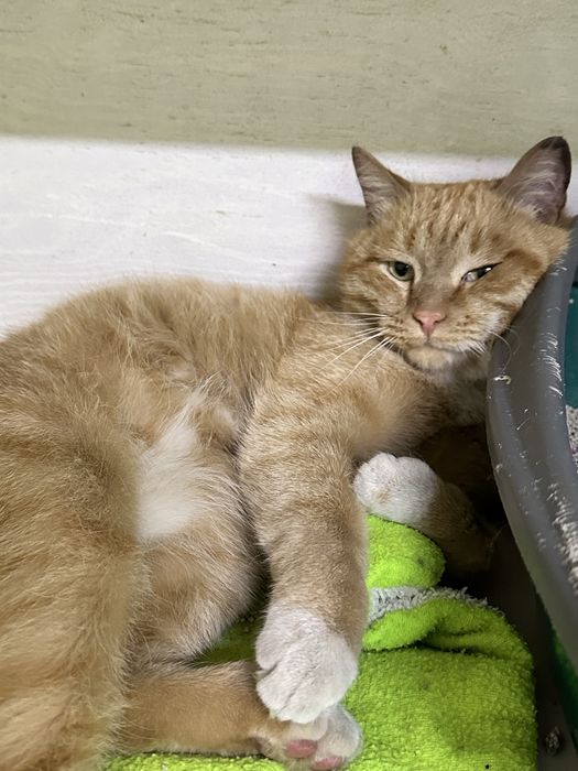 Рыжий кот в добрын руки