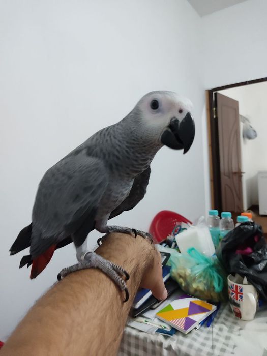 Птица. Жако. Ручной