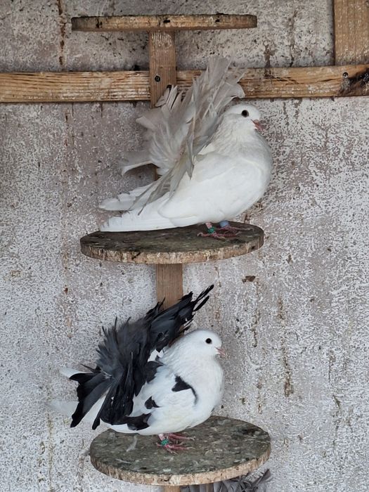 Porumbei rotați/voltați/curcani