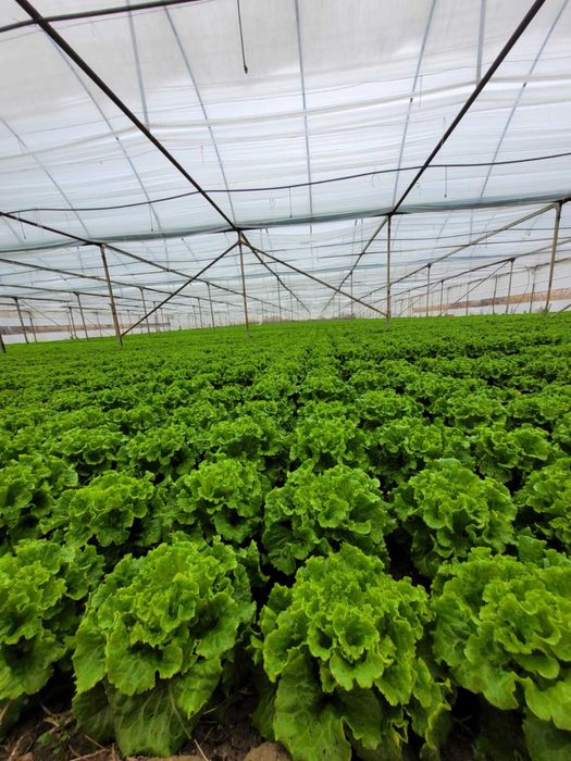 Продава се Земеделски имот в с. Спатово, Област Благоевград -  кв.м за 28688 €/дка - Снимка #1