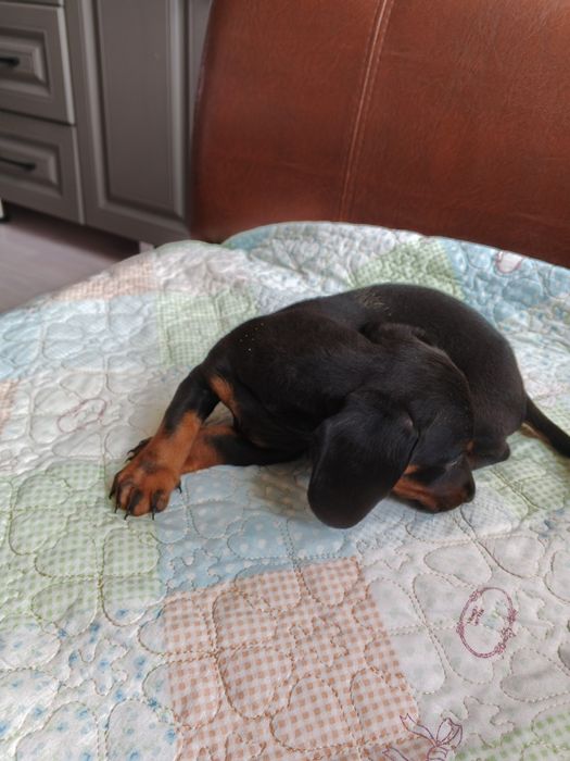 Продам щенка Таксы