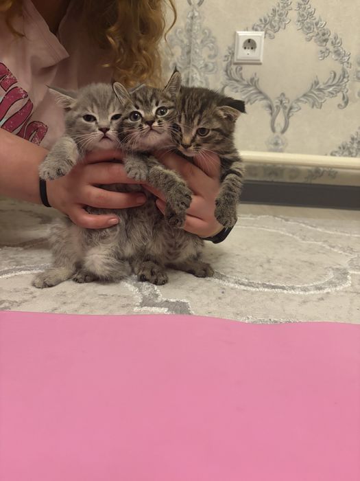 Шотландские котята