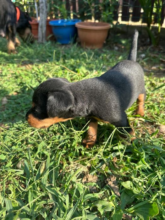 JagdTerrier German