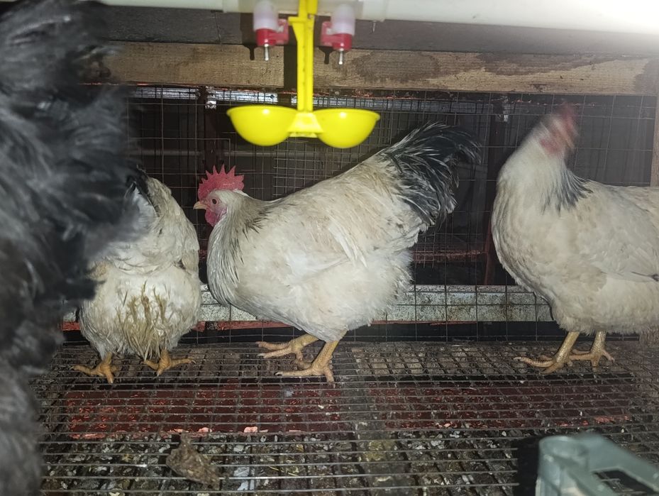 Продам адлер петух