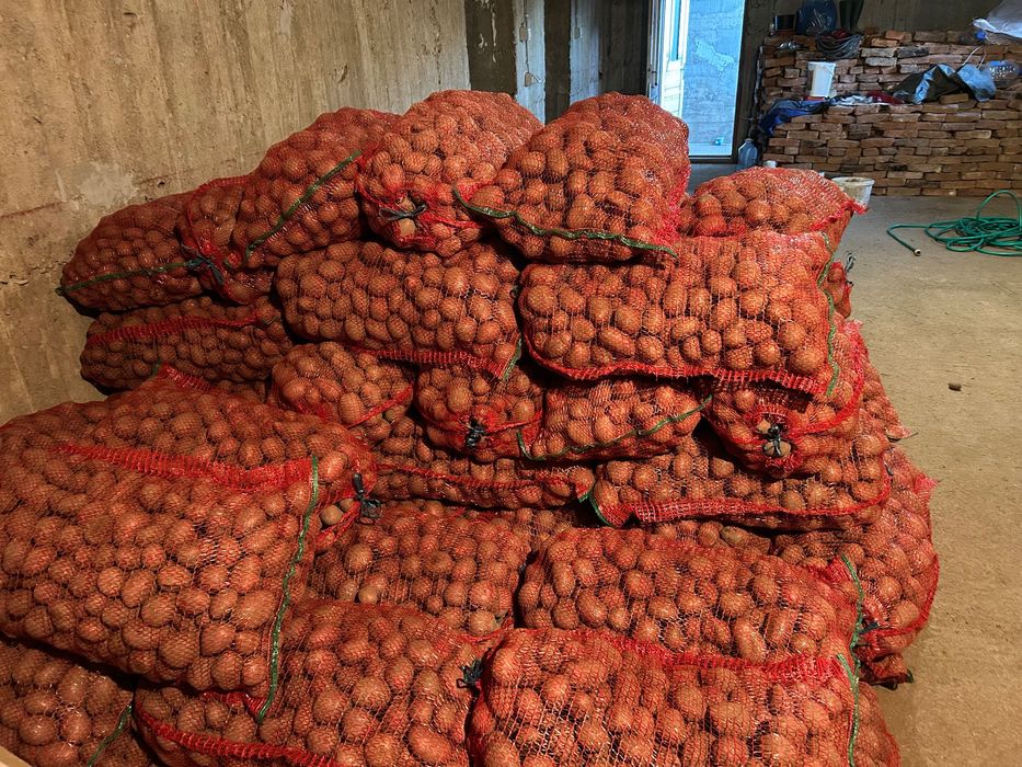 Cartofi consum si samanta