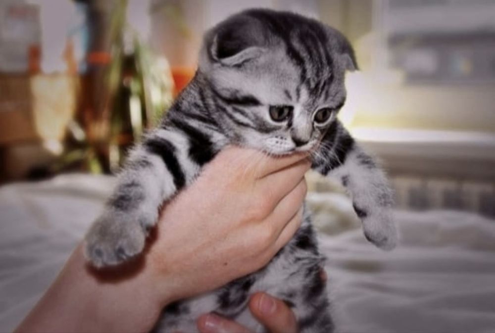 Чистокровые шотландские котята