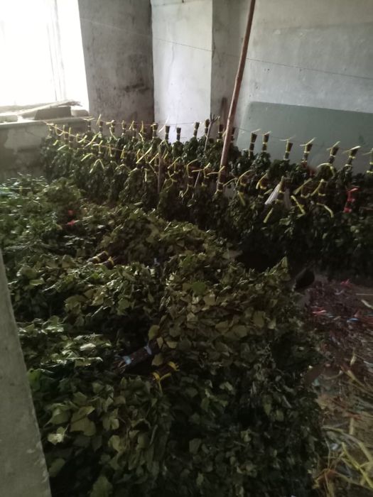 Веники березовые. Отличного качеста