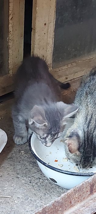 Подарявам Котета малки бебешоци