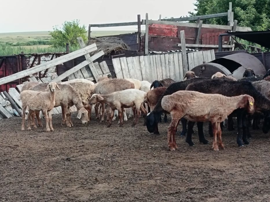 Продаются ярочки
