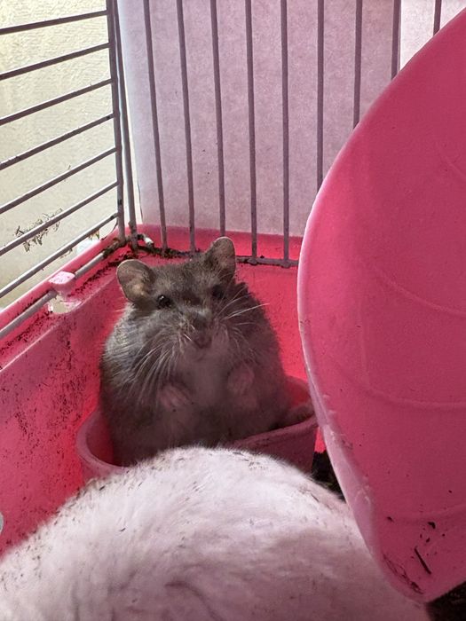 Джунгарский хомяк