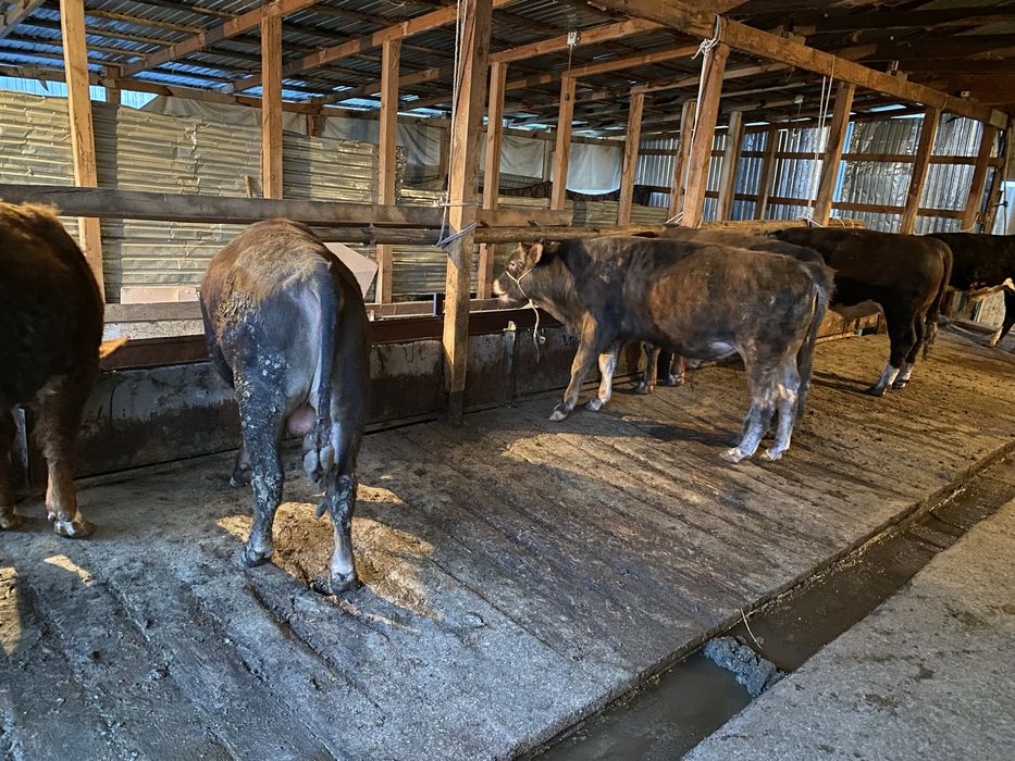 Бычки на откорме !!!