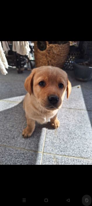 Pui Labrador Retriever