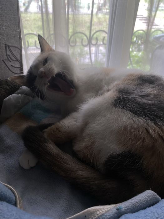 Отдам кошку в добрые руки