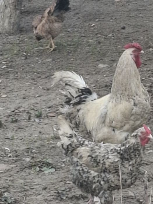 Кораз Петух Пушкин