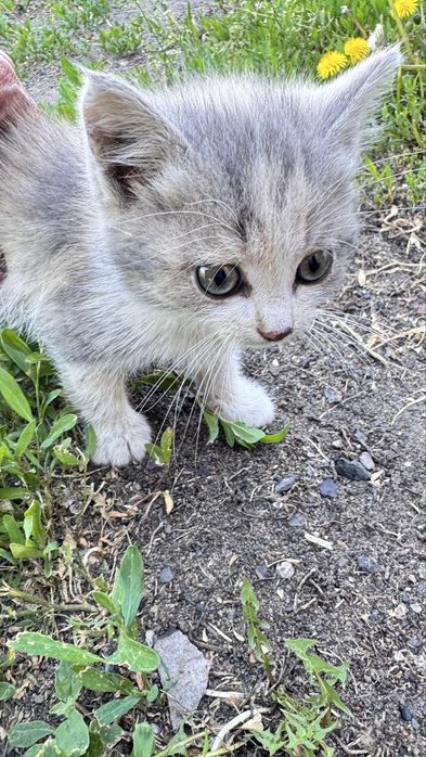 Котенок (девочка)