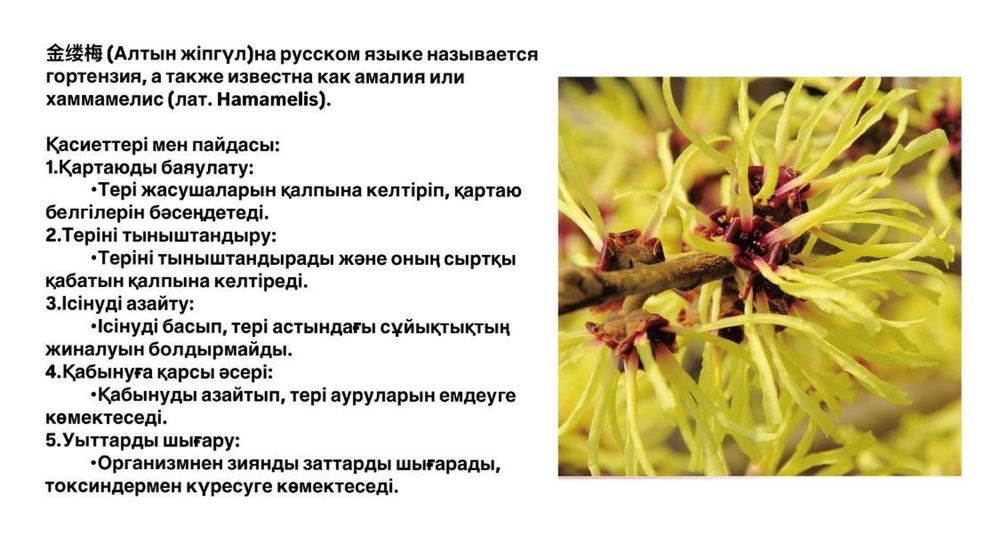 Гель-капсула Asmy