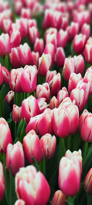 Тюльпаны  оптом.