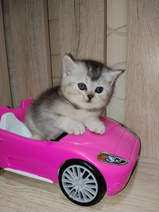 Британска шиншилла серебро!