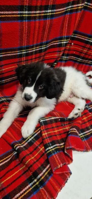 Ciobănesc de bucovina