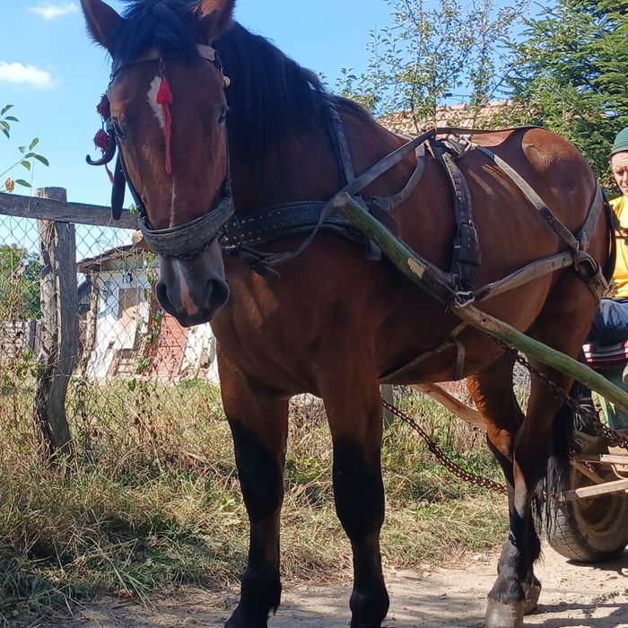 De vânzare un mânz armăsar, în vârstă de 1 an și 7 luni