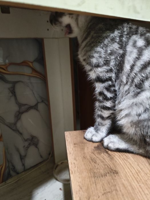 Отдам даром котенка