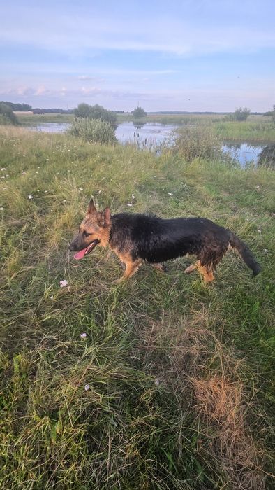 Пропала собака овчарка кобель