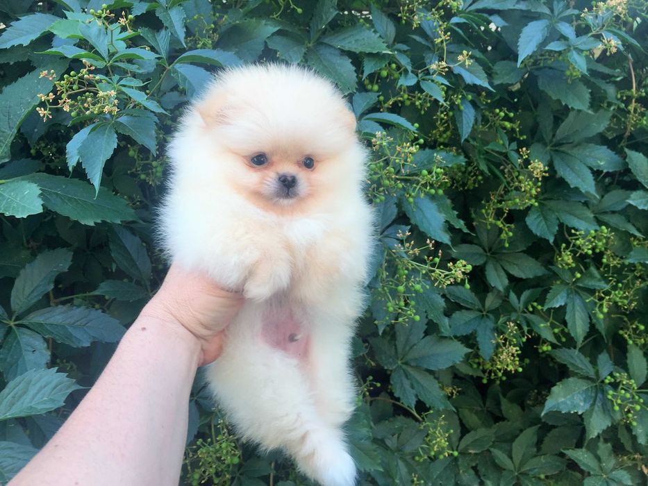 Померан мини Померанчета