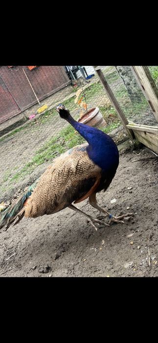 Mascul 2 ani paun Purple