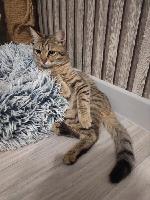 Котик, в любящую семью