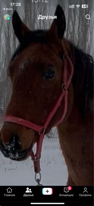 Айғыр англо теке