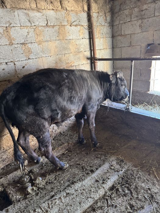 Продам бычков год и два месяца