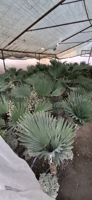 Кўчат ва каламча гуллар сотилади!