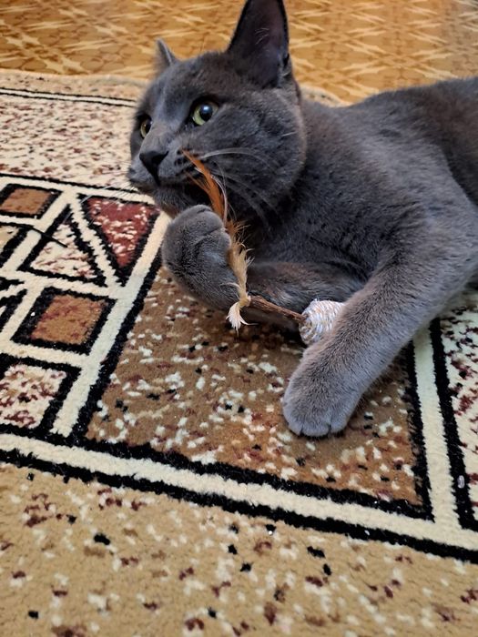 Кот Британец короткошорстый