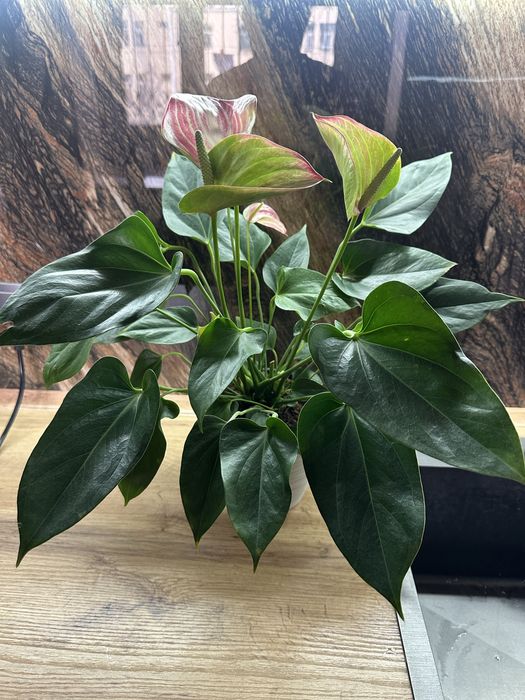 Антуриум, розовый