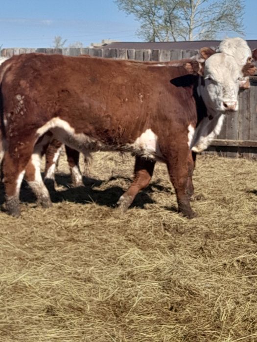 Продам быков с откорма