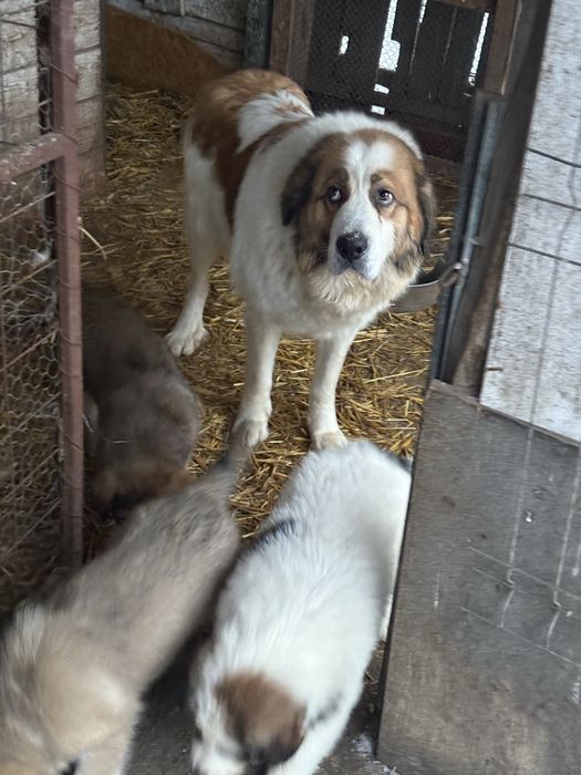 Donez catelusi de talie mare suberbi . Seriozitate