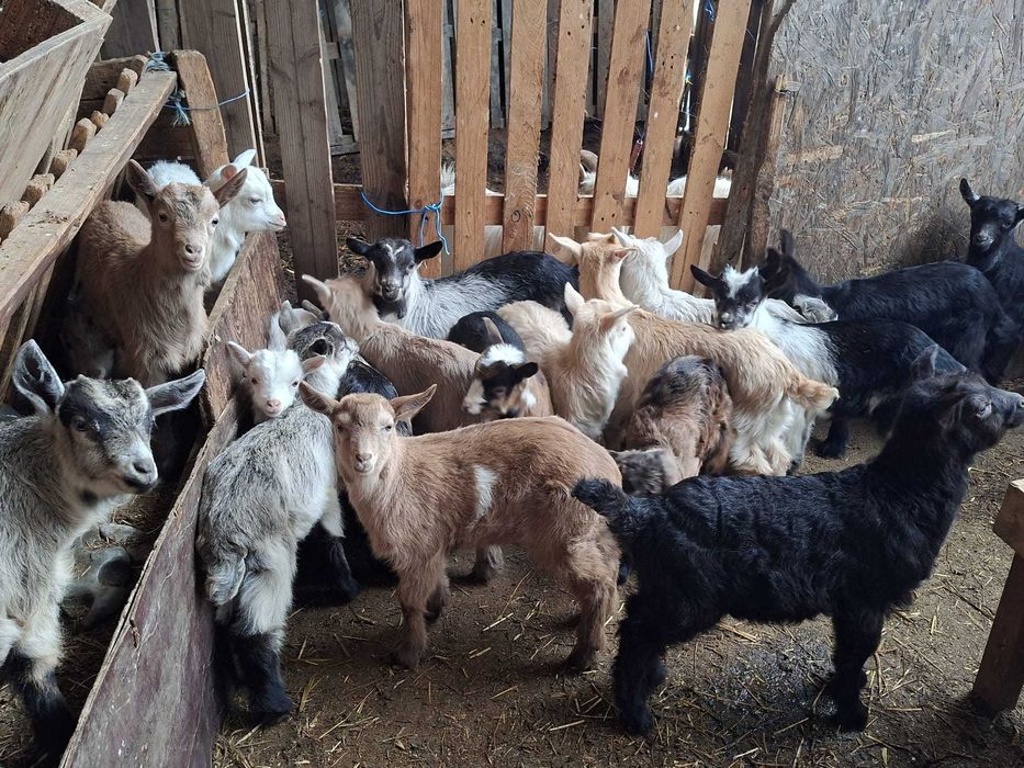 Iezi de vânzare- crescuți natural