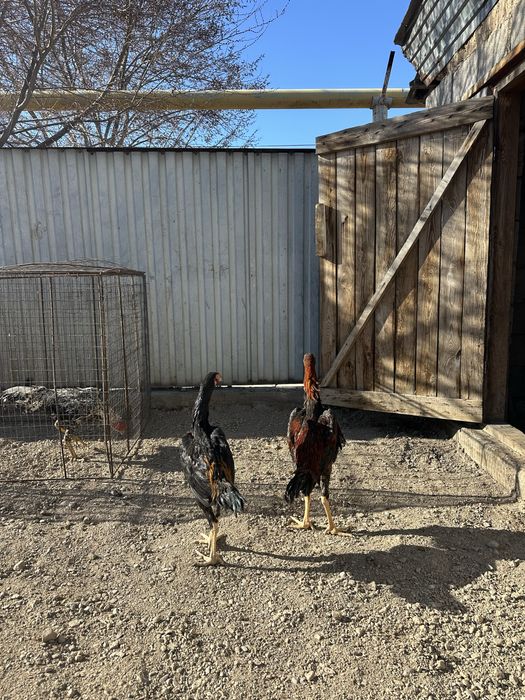 Дакан кораздар сатылады