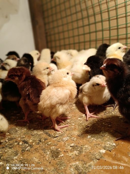 Цыплята домашние