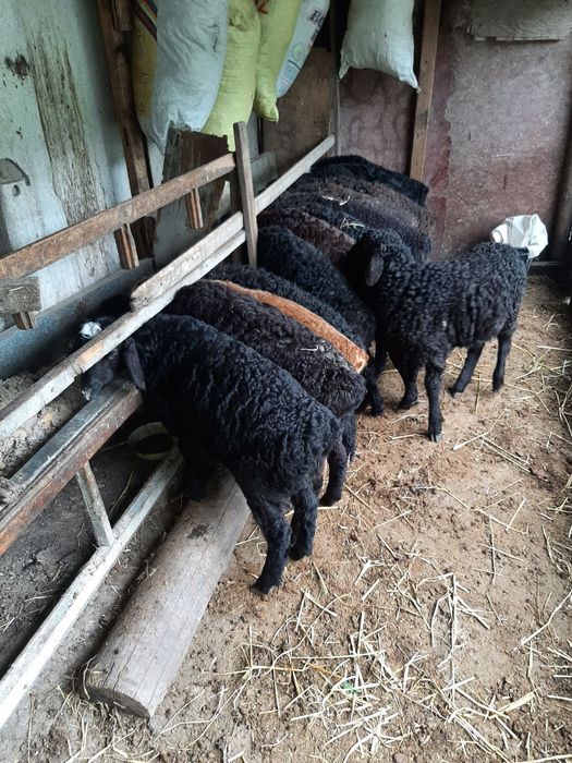 Ёш хисори қўй ва қўчқор қўзилар