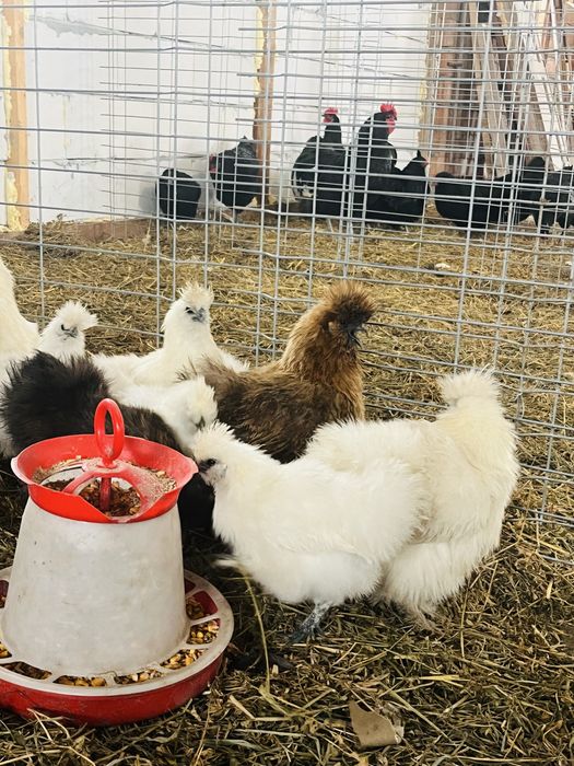 Oua incubat - matase japoneza